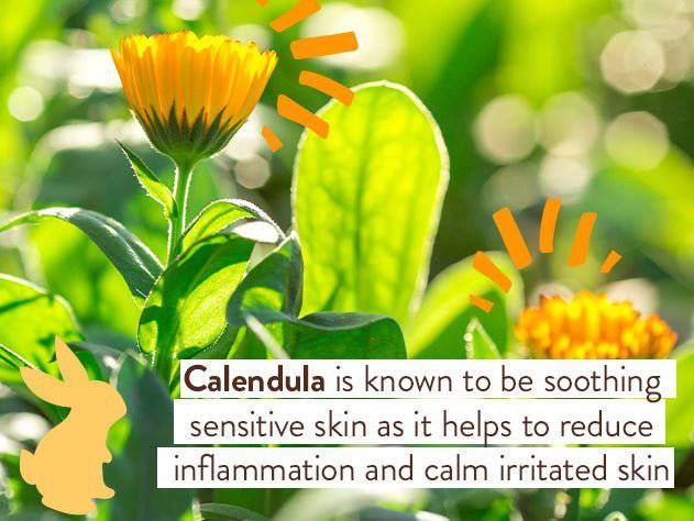 Moisturizing Oat & Calendula Body Lotion Duo - Image 7